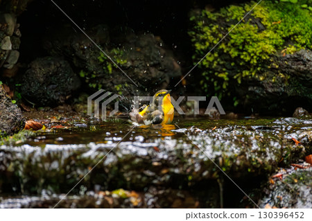 A cute Narcissus flycatcher bathing in a forest spring. Ohora Spring. Minamitsuru District, Yamanashi Prefecture. May 11, 2025 A cute Narcissus flycatcher bathing in a forest spring. Ohora Spring. Minamitsuru District, Yamanashi Prefecture. May 11, 2025 130396452