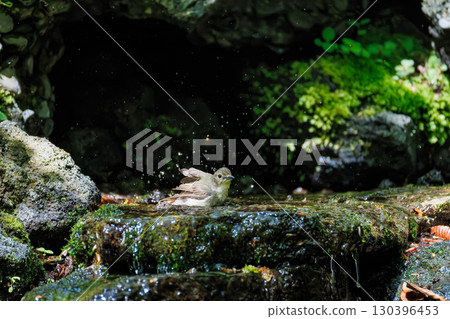 A cute Narcissus flycatcher bathing in a forest spring. Ohora Spring. Minamitsuru District, Yamanashi Prefecture. May 11, 2025 A cute Narcissus flycatcher bathing in a forest spring. Ohora Spring. Minamitsuru District, Yamanashi Prefecture. May 11, 2025 130396453