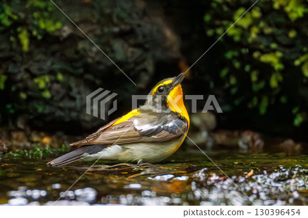 一隻可愛的黃眉姬鶲在森林泉水中沐浴。大浦泉。山梨縣南都留郡。 2025年5月11日 一隻可愛的黃眉姬鶲在森林泉水中沐浴。大浦泉。山梨縣南都留郡。 2025年5月11日 130396454