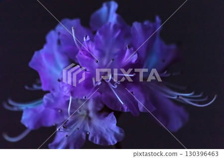 Ledum flower (Rhododendron dauricum) close-up on a black background. Macro Ledum flower (Rhododendron dauricum) close-up on a black background. Macro 130396463