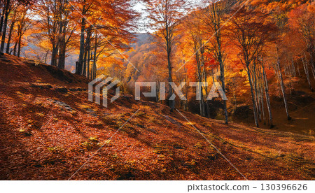 Autumn leaves, mountain, forest, autumn Autumn leaves, mountain, forest, autumn 130396626