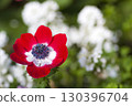Anemones 130396704