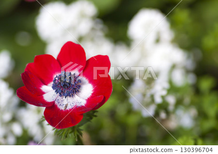 Anemones 130396704