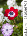 Anemones 130396705
