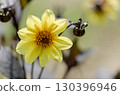 Cosmos 130396946