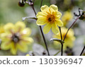 Cosmos 130396947