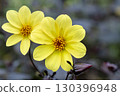 Cosmos 130396948