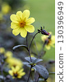 Cosmos 130396949