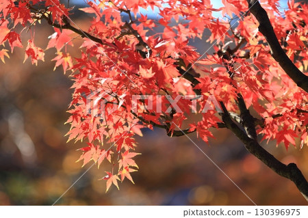 秋葉變成鮮紅,鮮紅的楓樹,秋葉 秋葉變成鮮紅,鮮紅的楓樹,秋葉 130396975