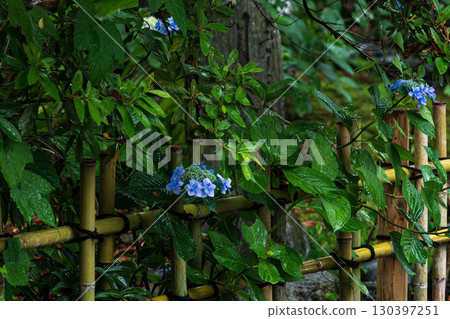 開花在路旁的八仙花屬 開花在路旁的八仙花屬 130397251