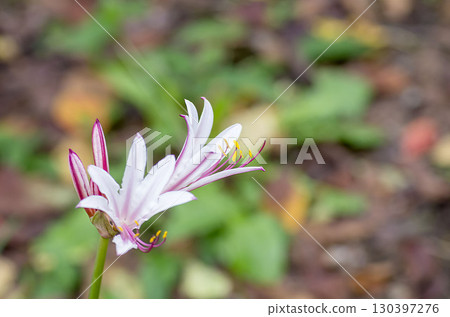 Natsuisen Sen Natsuisen Sen 130397276