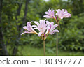Natsuisen Sen 130397277