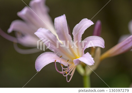 Natsuisen Sen Natsuisen Sen 130397279