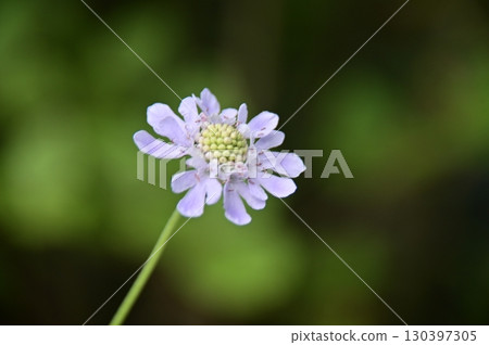Scabiosa flowers close up 130397305