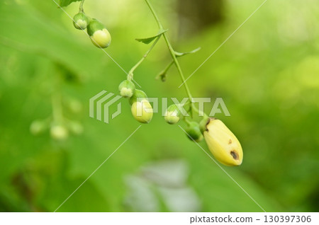 Kirengeshouma buds 130397306