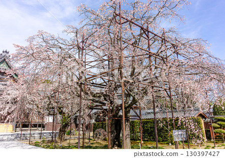 行福寺的垂枝櫻花 130397427