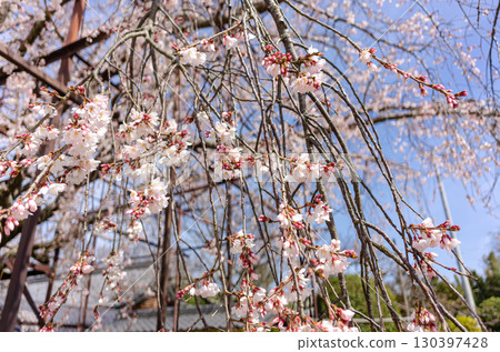行福寺的垂枝櫻花 130397428