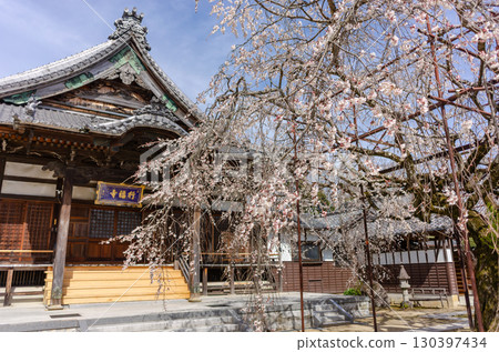 行福寺的垂枝櫻花 行福寺的垂枝櫻花 130397434