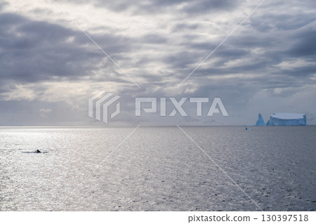 Antarctic landscape with diving humpback whales Antarctic landscape with diving humpback whales 130397518