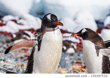 Close-up of a Gentoo Penguin on Trinity Island. Close-up of a Gentoo Penguin on Trinity Island. 130397519