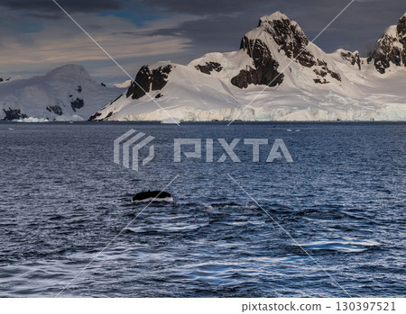 Antarctic landscape with diving humpback whales Antarctic landscape with diving humpback whales 130397521