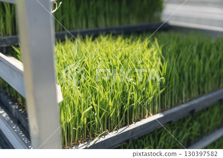 Rice seedlings growing in seedling trays Rice seedlings growing in seedling trays 130397582