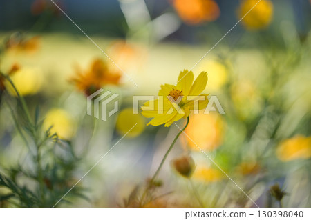 Yellow cosmos Yellow cosmos 130398040