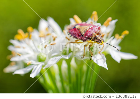 A spotted stink bug covered in pollen 130398112