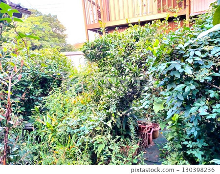 雜草叢生的花園變成了叢林 130398236