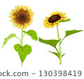 Sun Flower  130398419