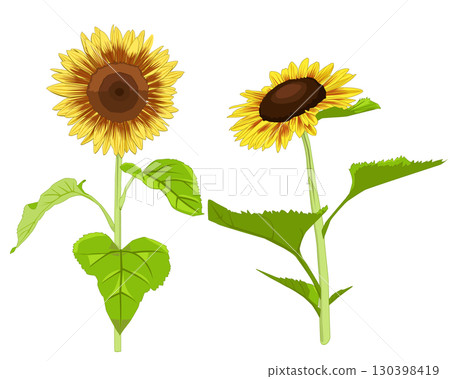 向日葵 向日葵 130398419