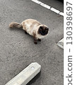 一隻看起來像是從吉卜力電影走出來的貓 130398697