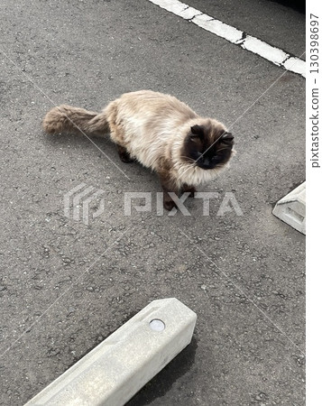 一隻看起來像是從吉卜力電影走出來的貓 一隻看起來像是從吉卜力電影走出來的貓 130398697
