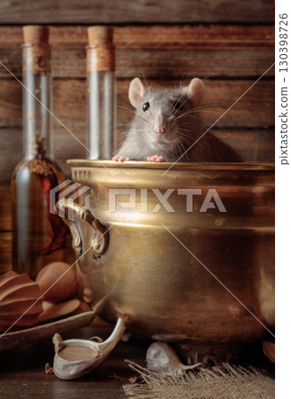 A charming rat peeks out of an antique brass pot. A charming rat peeks out of an antique brass pot. 130398726