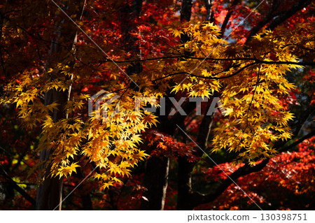 秋葉在陽光下透過樹木閃耀 130398751