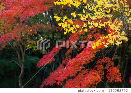 銀杏樹和楓樹的鮮豔秋葉 130398752