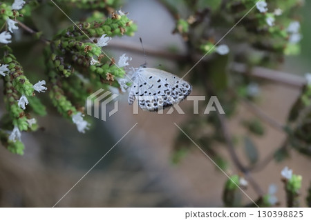 A Yamato Shijimi butterfly sucks nectar from small oregano flowers blooming in a summer garden A Yamato Shijimi butterfly sucks nectar from small oregano flowers blooming in a summer garden 130398825