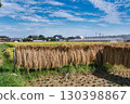 Rice reaping 130398867