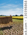 Rice reaping 130398868