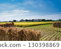 Rice reaping 130398869