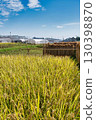 Rice reaping 130398870