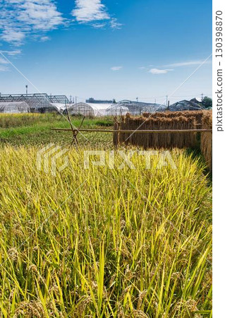 Rice reaping 130398870
