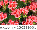 Rare flowers 130399001