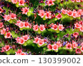 Rare flowers 130399002