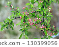 Numawaru Mire 130399056