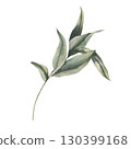 Eucalyptus foliage branch watercolor illustration. Hand drawn isolated tropical greenery, floral herb twig clipart for medical tea packing,elegant label,logo,wedding design 130399168