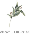 Eucalyptus branch with green leaves watercolor illustration. Hand drawn isolated greenery clipart,foliage twig painting of tropical herb for elegant label,logo,poster design. Wedding invitation decor 130399182
