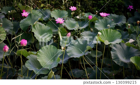 Lotus flower 130399215