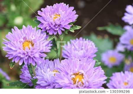 紫菀花近距離拍攝 130399296