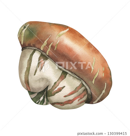 Decorative pumpkin, white, orange, green. The watercolor illustration is hand-drawn in a botanical style, isolated on a white background. For packaging design, postcards, invitations, Thanksgiving 130399415